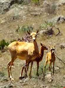 پارک ملی خجیر