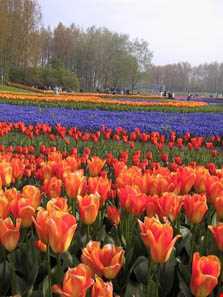 باغ گل کوکنهوف