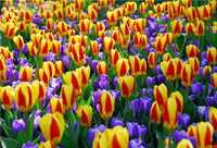 باغ گل کوکنهوف