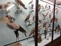 Naturhistorisches Museum