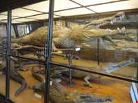 Naturhistorisches Museum