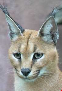 کویر کاراکال