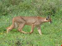 کویر کاراکال