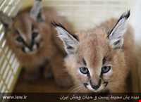 کویر کاراکال