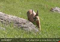 کویر کاراکال