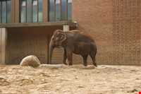Berlin Zoo