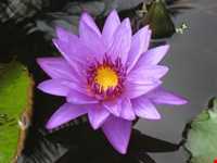 پارک دندراری