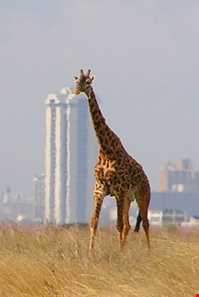 پارک ملی نایروبی