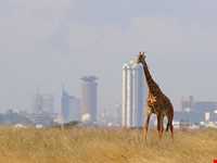 پارک ملی نایروبی