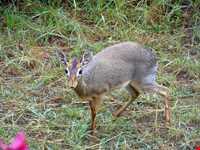 پارک ملی نایروبی