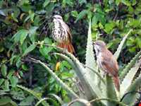 پارک ملی نایروبی