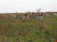 پارک ملی نایروبی