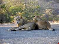 پارک ملی نایروبی