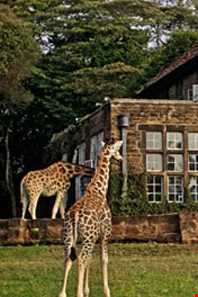 مرکز زرافه ها