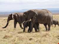 پارک ملی ماسایی مارا