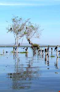 دریاچه نایواشا