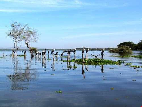 دریاچه نایواشا