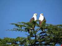 دریاچه نایواشا