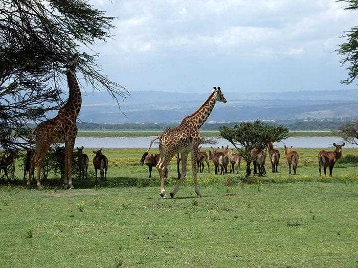 Crescent Island Naivasha