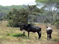 جزیره کرسنت