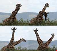 جزیره کرسنت