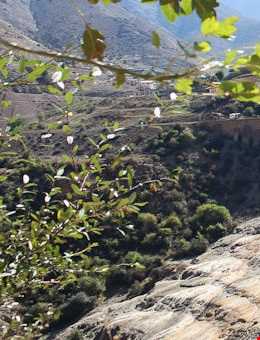 جنگل ارفعده