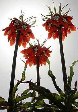 لاله واژگون دره بید