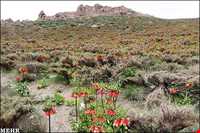 لاله واژگون دره بید