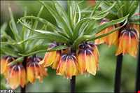 لاله واژگون دره بید