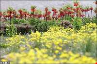 لاله واژگون دره بید