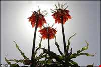 لاله واژگون دره بید