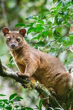 پارک ملی آنداسیب مانتادیا