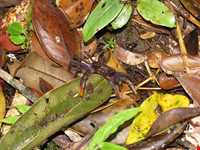 پارک ملی آنداسیب مانتادیا