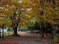 پارک جنگلی گیسوم ( درستکار )