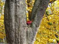 پارک جنگلی گیسوم ( درستکار )