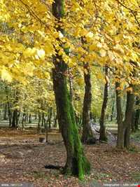 پارک جنگلی گیسوم ( درستکار )