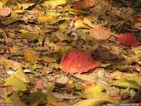 پارک جنگلی گیسوم ( درستکار )