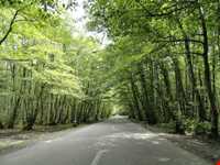 پارک جنگلی گیسوم ( درستکار )