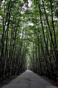 پارک جنگلی گیسوم ( درستکار )