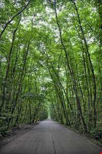 پارک جنگلی گیسوم ( درستکار )