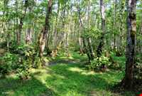 پارک جنگلی گیسوم ( درستکار )