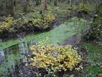 پارک جنگلی گیسوم ( درستکار )