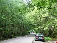 Gisoum Forest Park ( Gisoom )