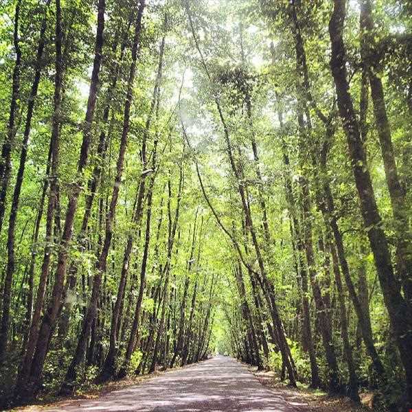 پارک جنگلی گیسوم ( درستکار )