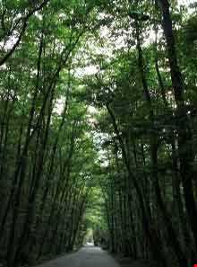 پارک جنگلی گیسوم ( درستکار )