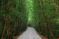 پارک جنگلی گیسوم ( درستکار )