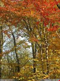 پارک جنگلی گیسوم ( درستکار )