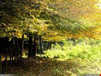 پارک جنگلی گیسوم ( درستکار )