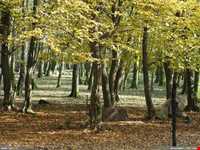 پارک جنگلی گیسوم ( درستکار )