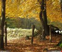 پارک جنگلی گیسوم ( درستکار )